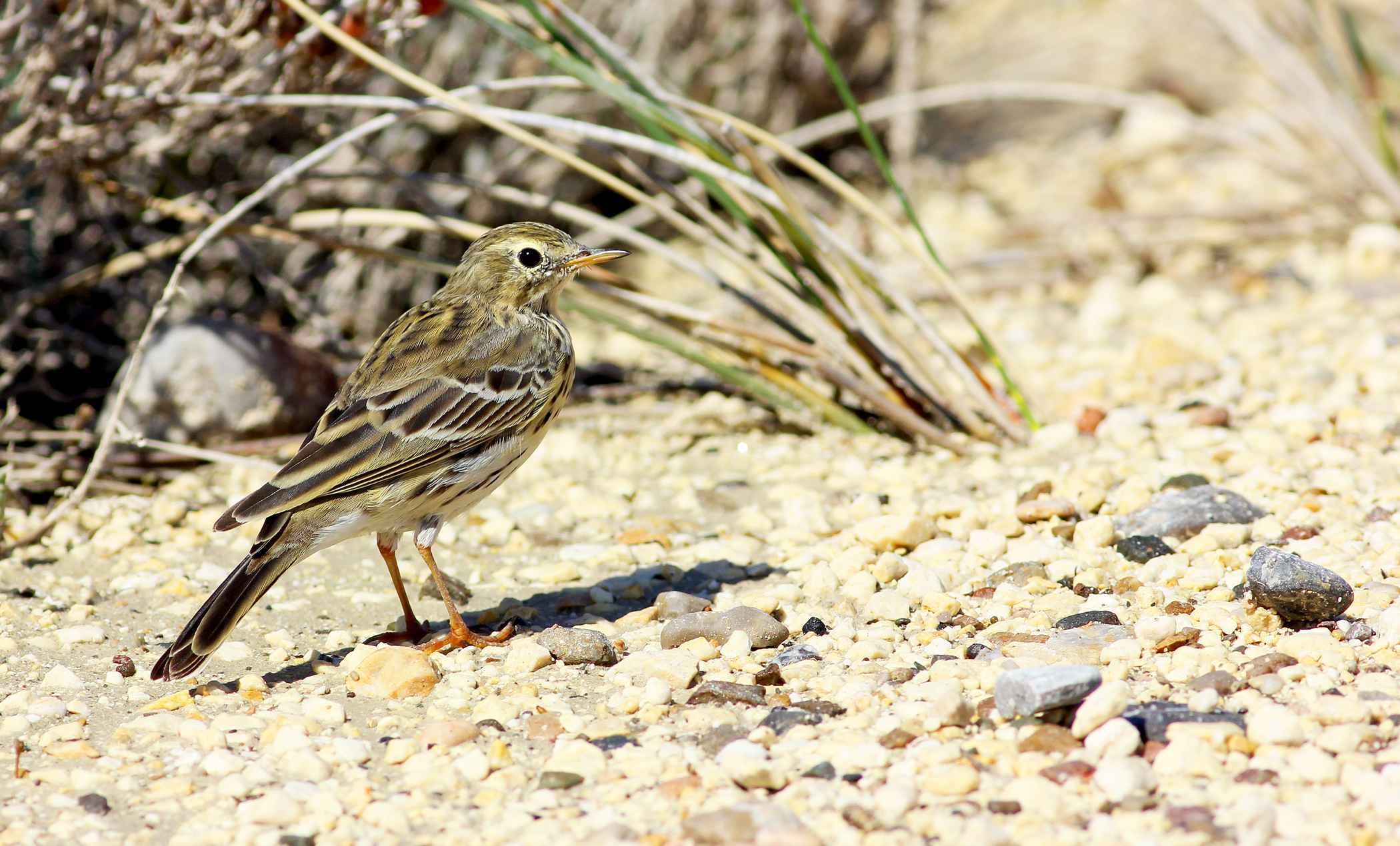 Meadow Pipit